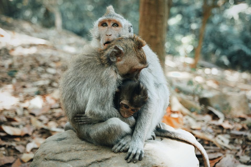 Mom and dad monkey cuddling their baby monkey